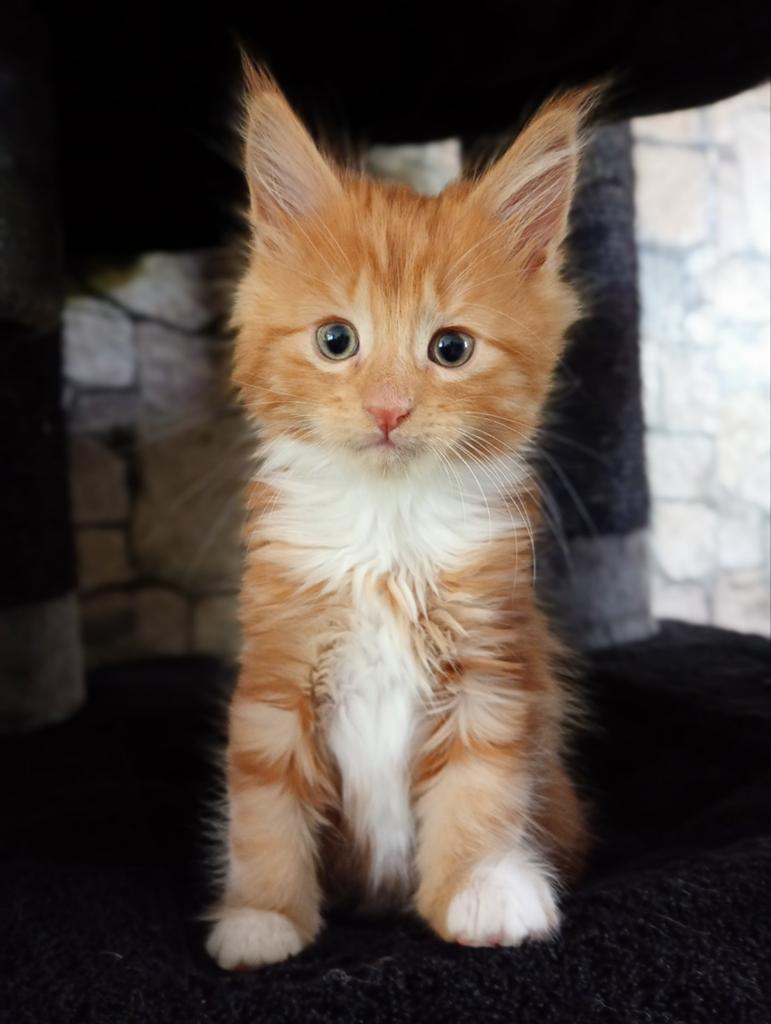 Maine coons  rode kitten, Dieren en Toebehoren, Katten en Kittens | Raskatten | Langhaar, Meerdere dieren, Gechipt, Ontwormd