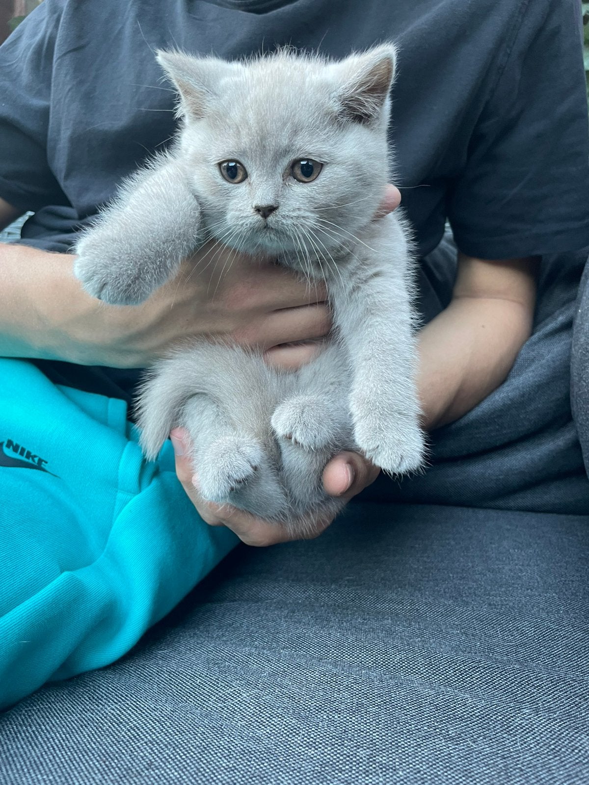 Britse kortharen, Dieren en Toebehoren, Poes