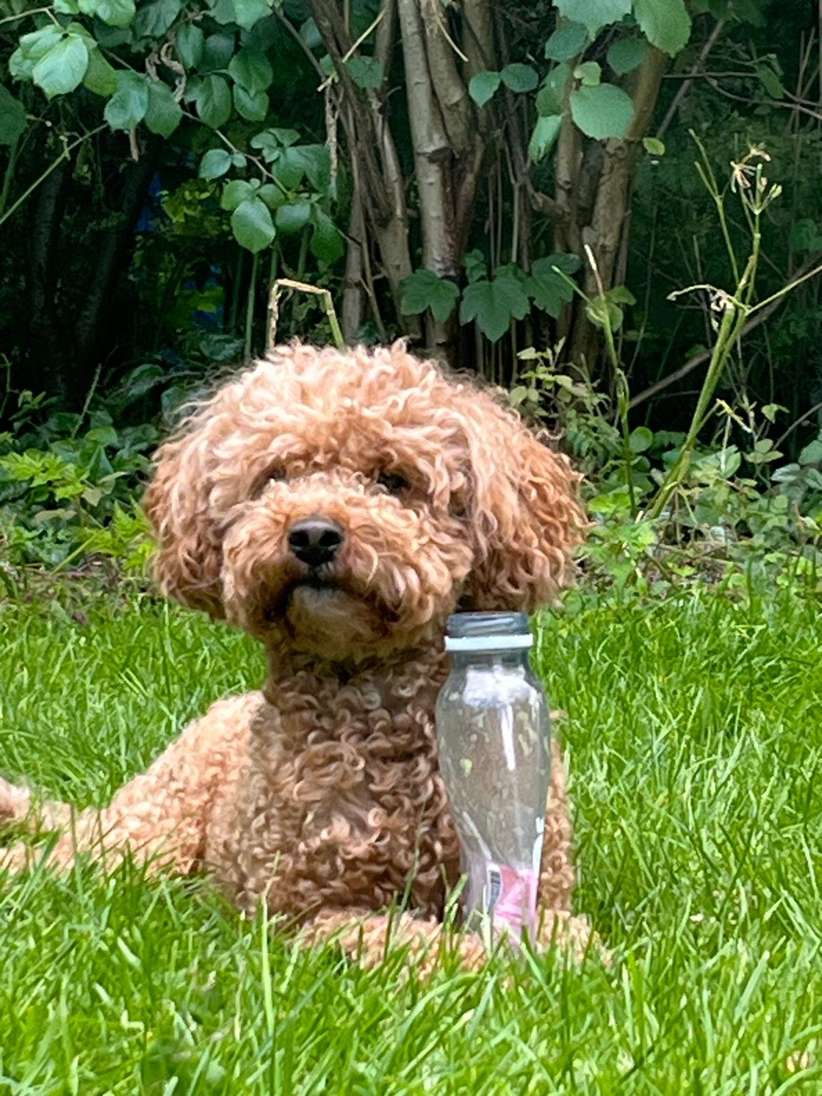 Mini labradoodle te koop, Dieren en Toebehoren, CDV (hondenziekte), 8 tot 15 weken, Meerdere, Meerdere dieren