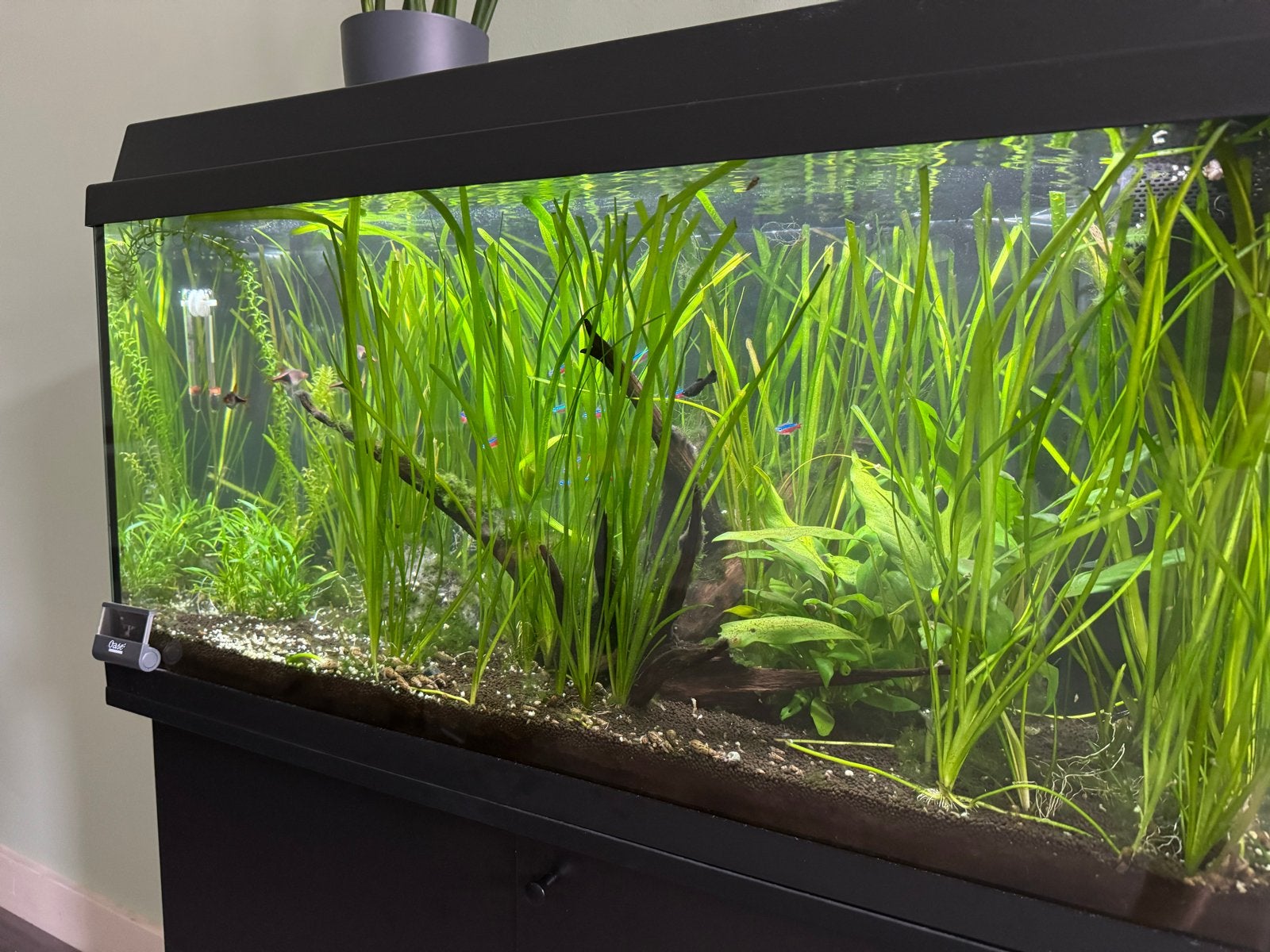 Juwel aquarium 120 liter met kast, Dieren en Toebehoren, Ophalen, Gebruikt, Gevuld zoetwateraquarium, Inclusief vissen