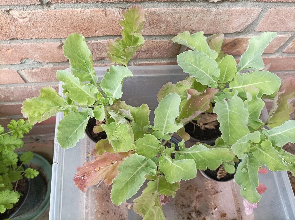EEUWIGE MOES, Tuin en Terras, Ophalen, Volle zon, Bloeit niet, Groenteplanten
