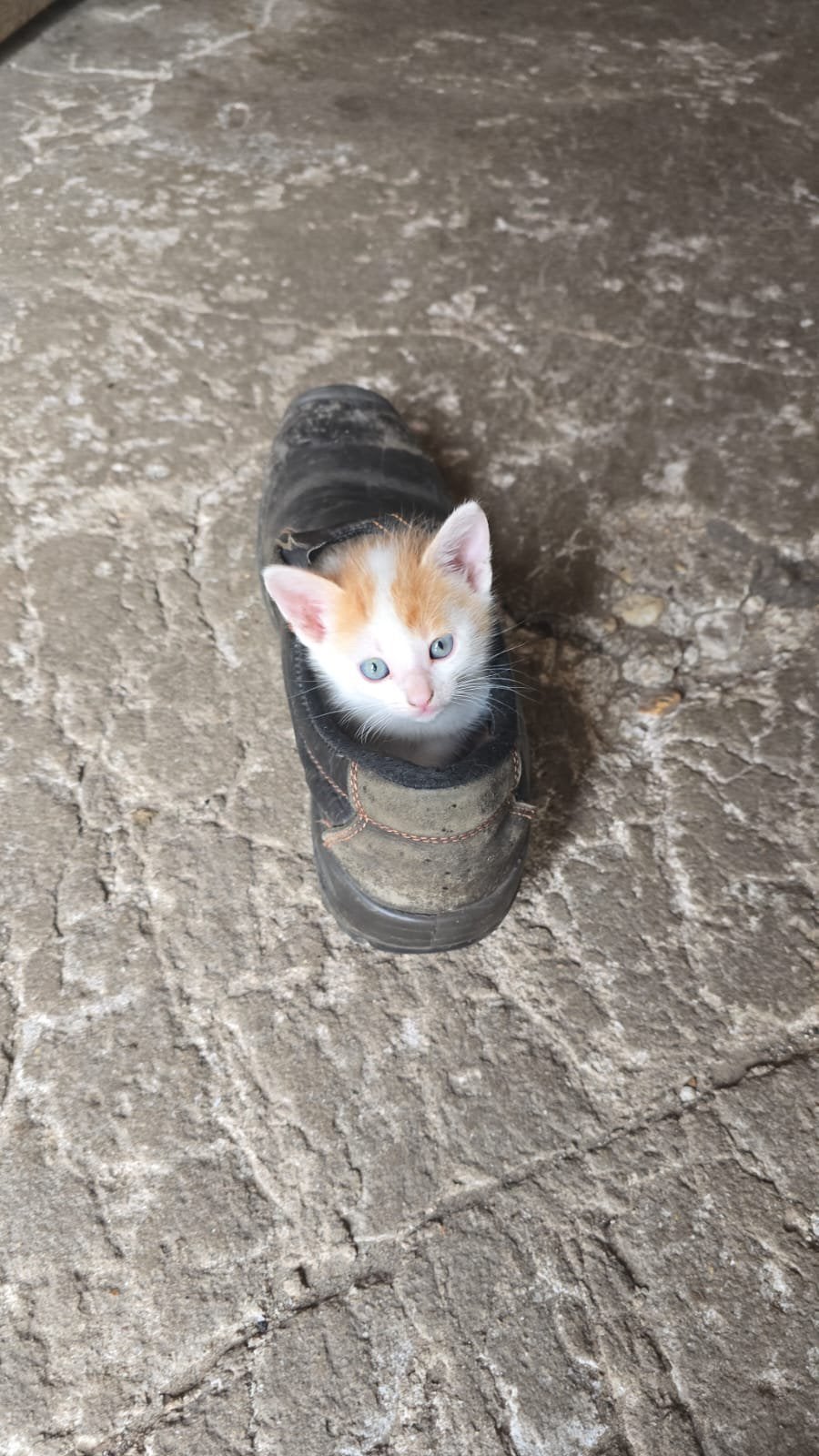 1 lieve sociale kitten/kater, Meerdere dieren, Kortharig, 0 tot 2 jaar