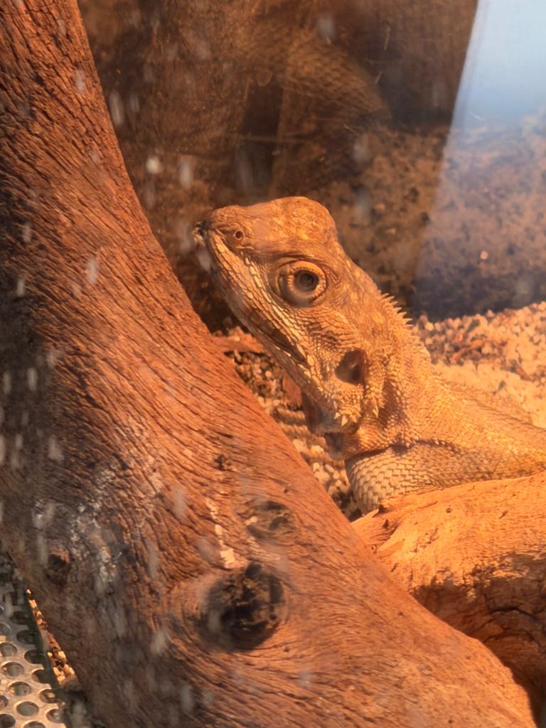 kolonistenagame vrouwtje inclusief terarium., Hagedis, Met terrarium, 0 tot 2 jaar