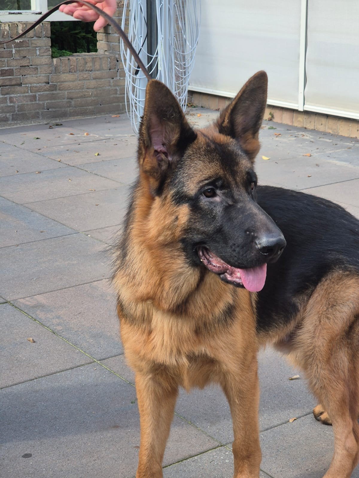 Te koop Duitse Herder Reu van 10 maanden oud, Dieren en Toebehoren, Reu, 8 tot 15 weken, Eén hond, CDV (hondenziekte)