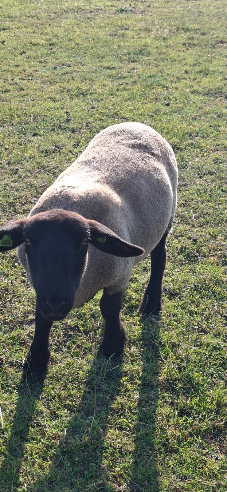 suffolk ooien 2024, Vrouwelijk, Schaap