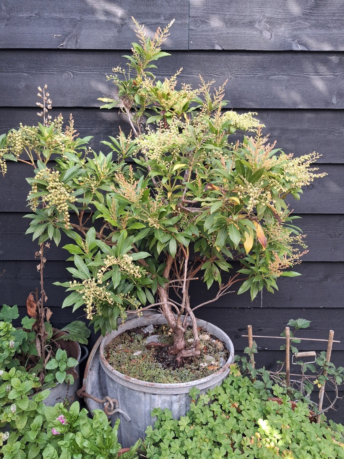 Japanse Andromeda - 1 meter hoog, 80 cm breed, Tuin en Terras, Vaste plant, Halfschaduw, Lente, Ophalen