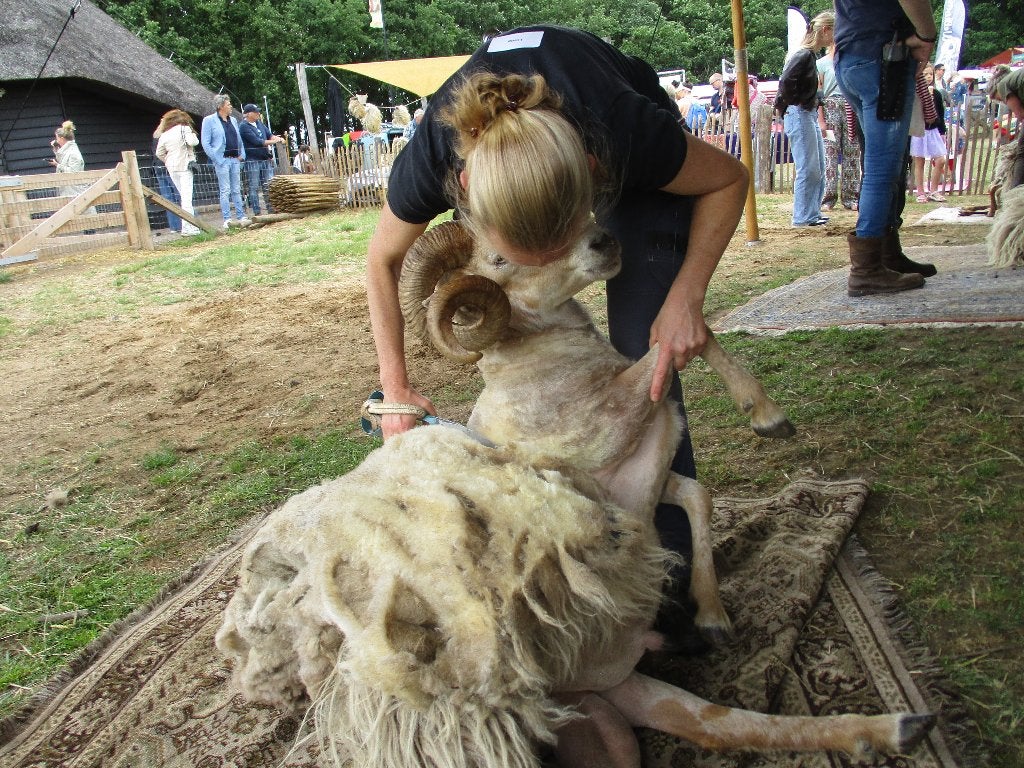 Onbewerkte schapenvachten ambachtelijke schapenscheerder, Ophalen