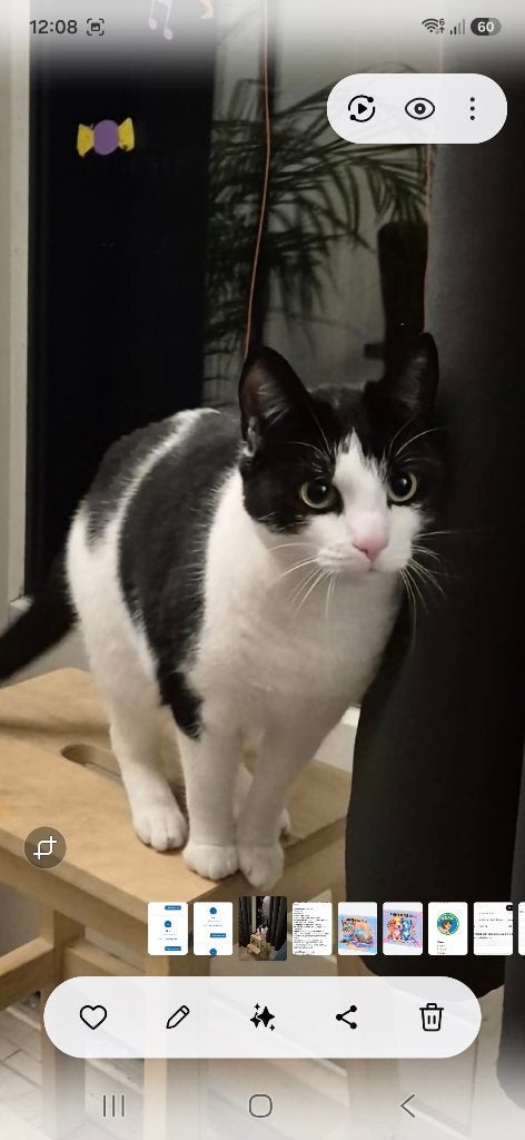 VERMISTE KAT, Dieren en Toebehoren, Kat
