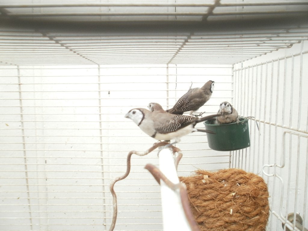 Bichenow astrilde's, Meerdere dieren, Tropenvogel, Geringd