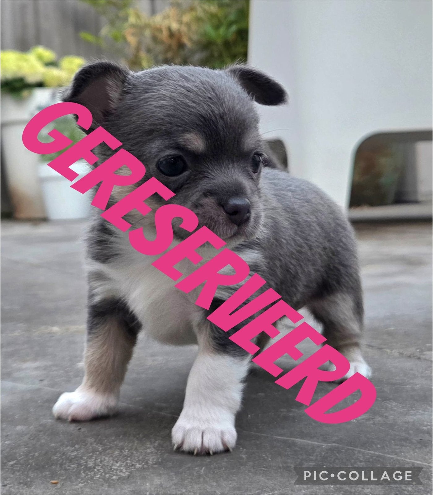 Prachtig blauw grijs chihuahua meisje, Dieren en Toebehoren, Parvo, 8 tot 15 weken, Teef, Eén hond