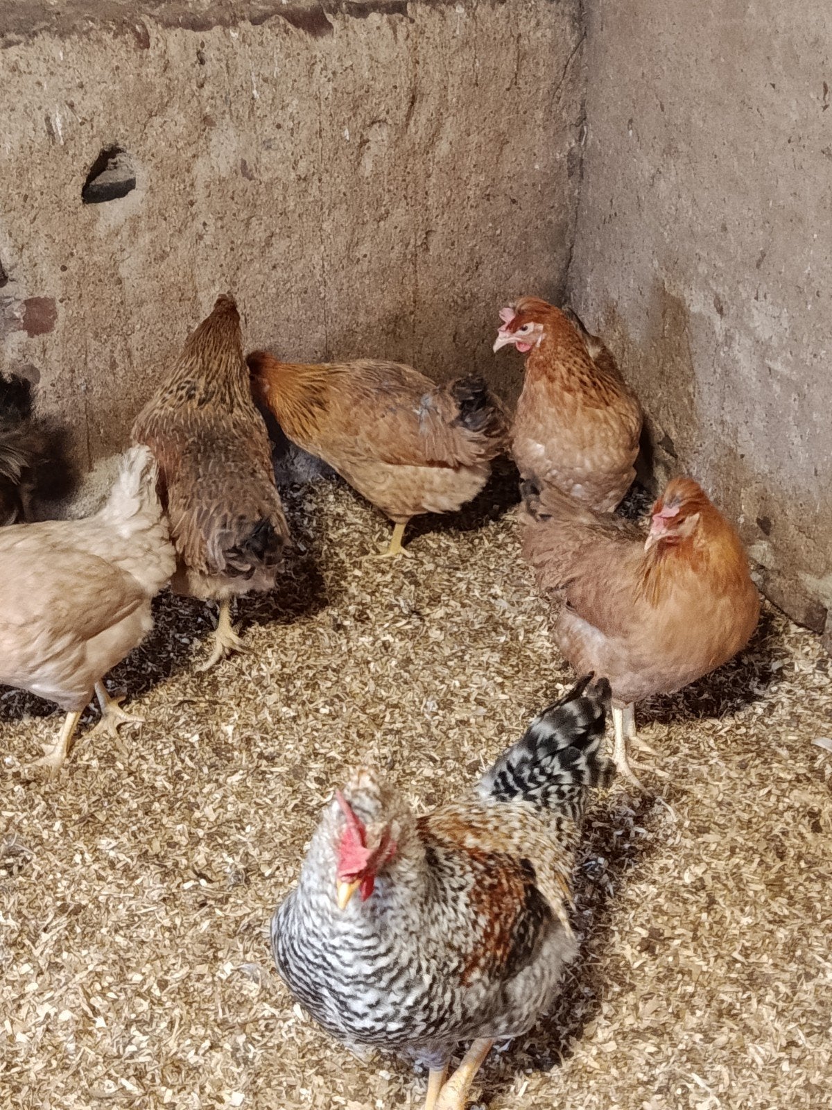 Crème Legbar hennen te koop, Dieren en Toebehoren, Pluimvee, Vrouwelijk, Kip