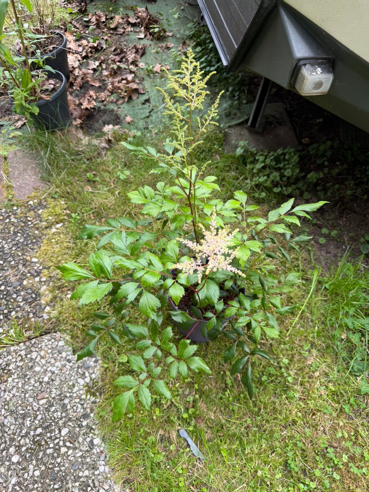 Diverse soorten planten, moet z.s.m. weg!, Tuin en Terras, Planten | Tuinplanten, Ophalen, Overige soorten, Halfschaduw