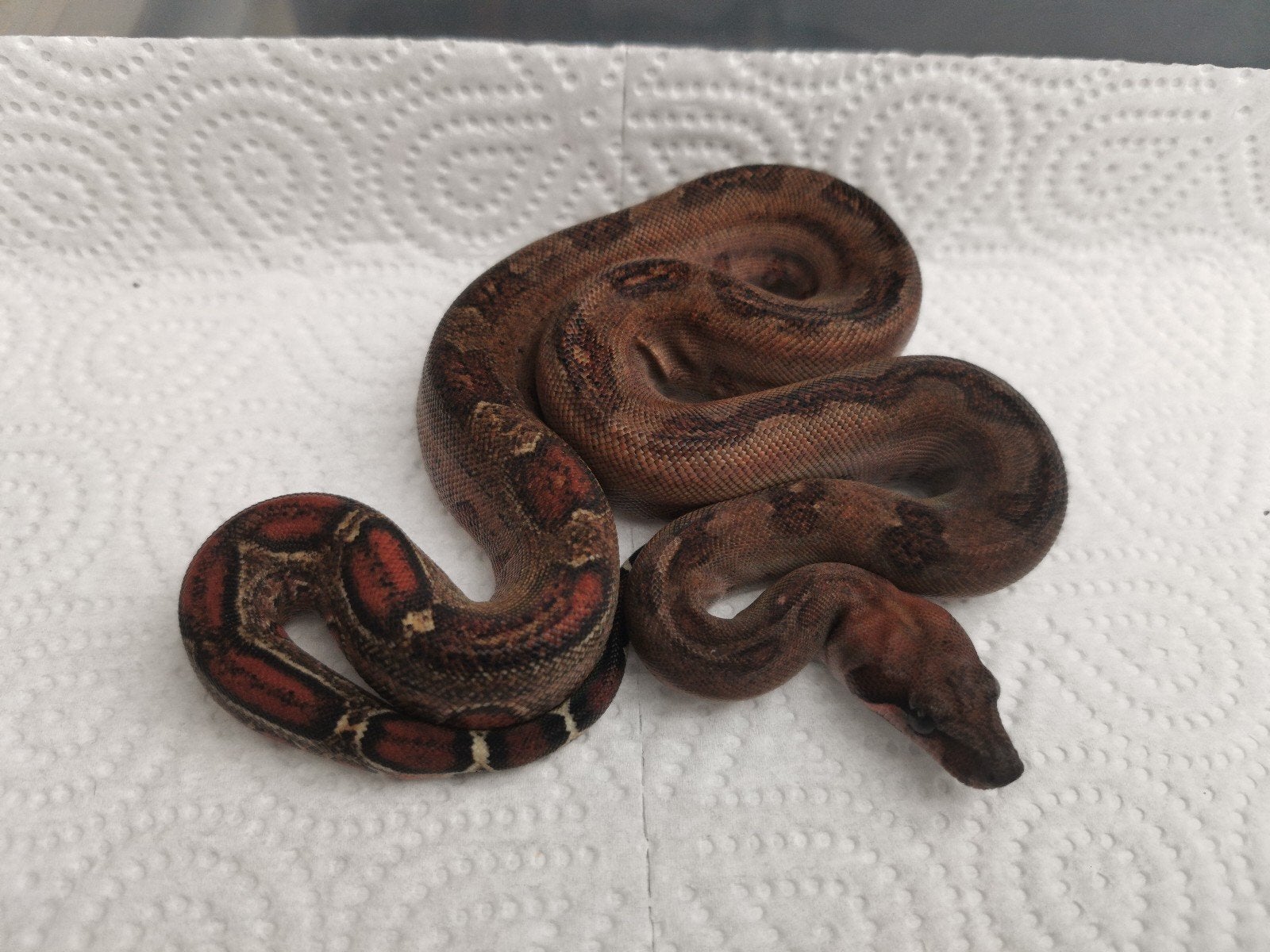 boa : 0.1 leopard het albino, Slang, 0 tot 2 jaar