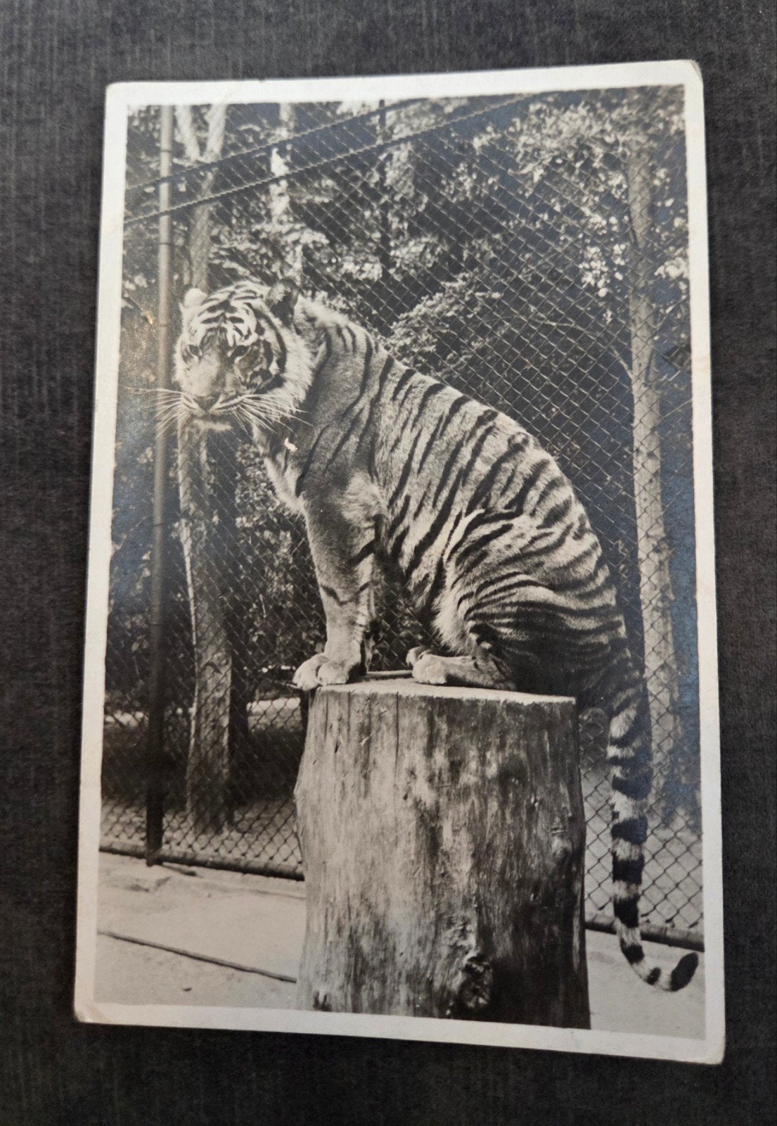 Oude Ansichtkaart Dierenpark Wassenaar Tijger Sumatra 1946, Verzenden, 1940 tot 1960, Gelopen, Wild dier