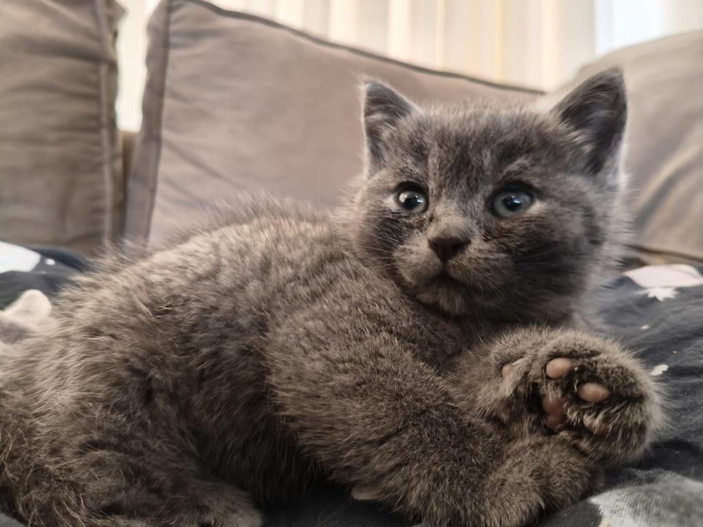 Britse korthaar kittens te koop, Dieren en Toebehoren