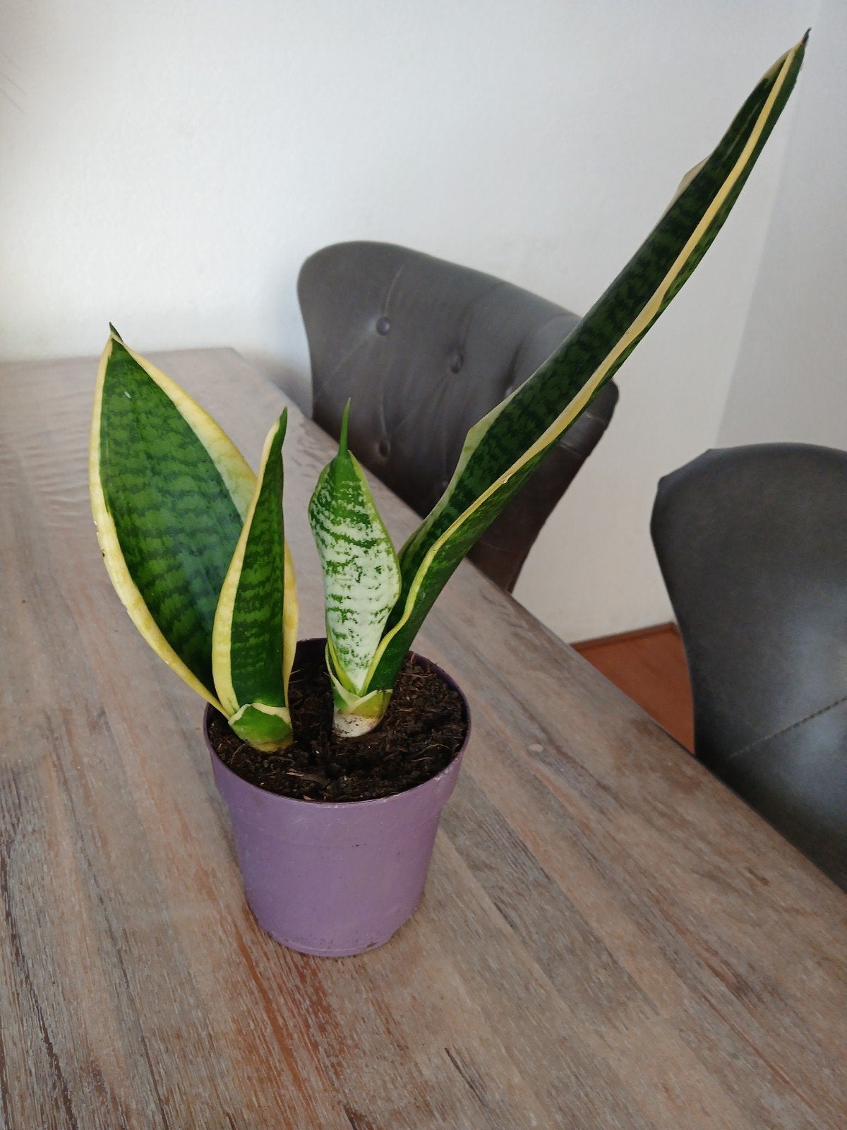 Sanseveria / snakeplant, Huis en Inrichting, Kamerplanten, Ophalen, Halfschaduw, Minder dan 100 cm
