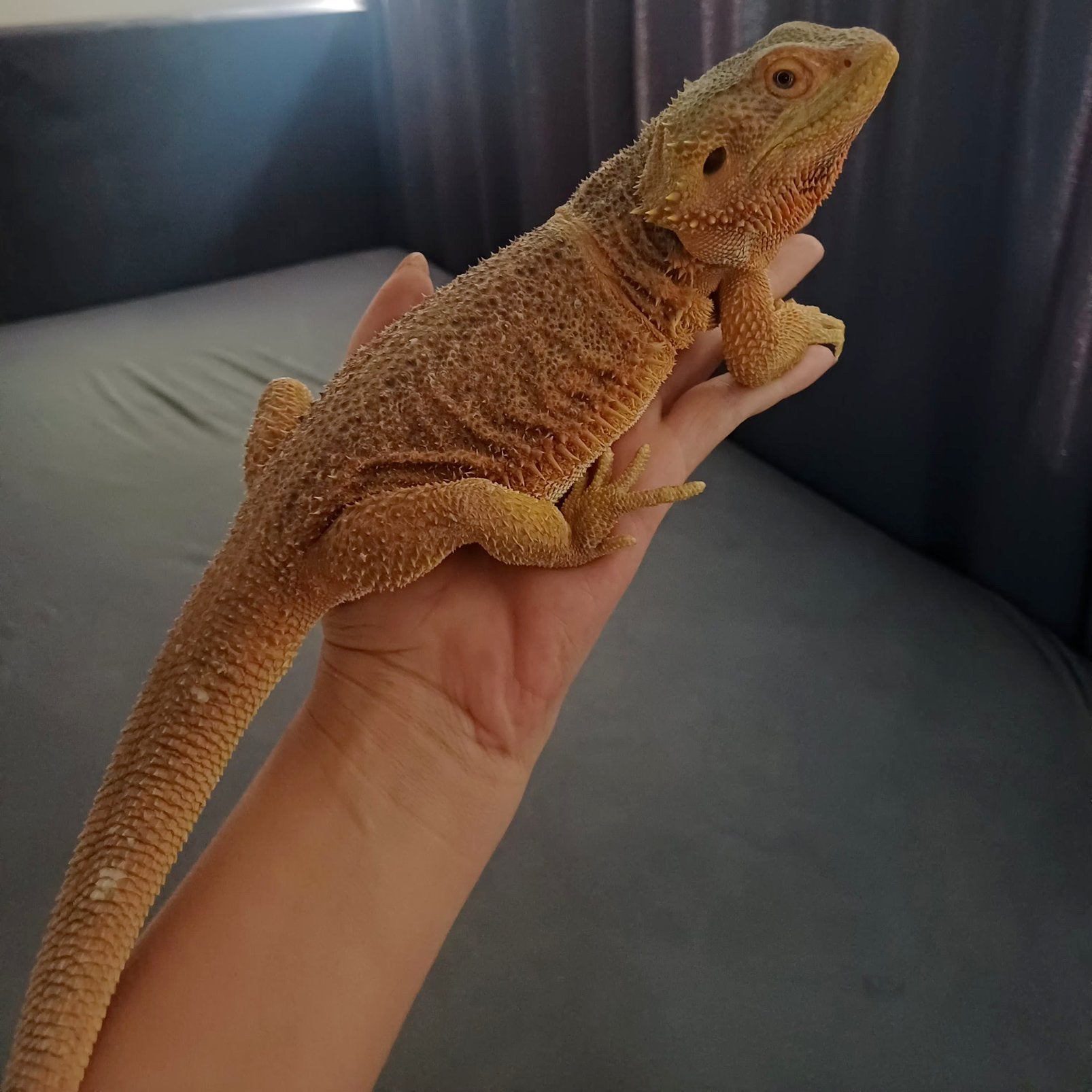 Baardagaam vrouw– niet bedoeld voor de kweek Bearded Dragon - female for sale from nicky wijgerde