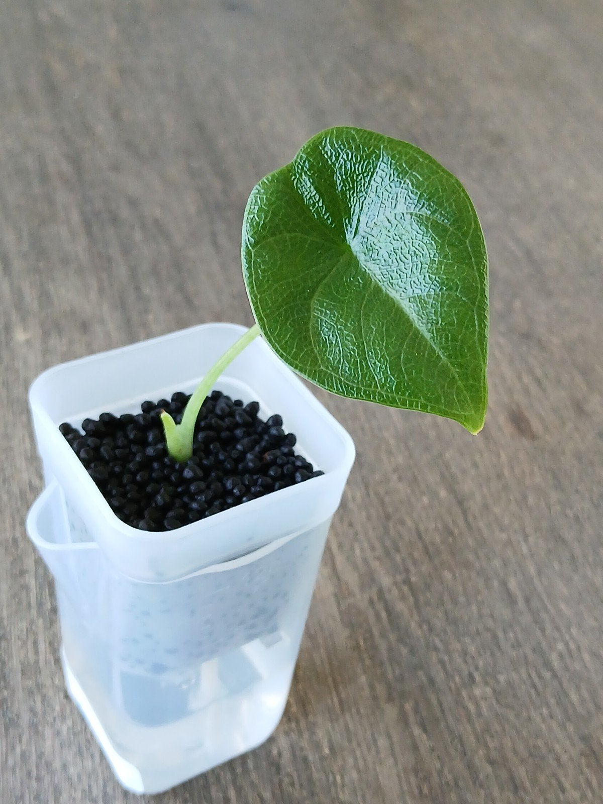 Alocasia Melo, Huis en Inrichting, Ophalen of Verzenden, Halfschaduw, Minder dan 100 cm