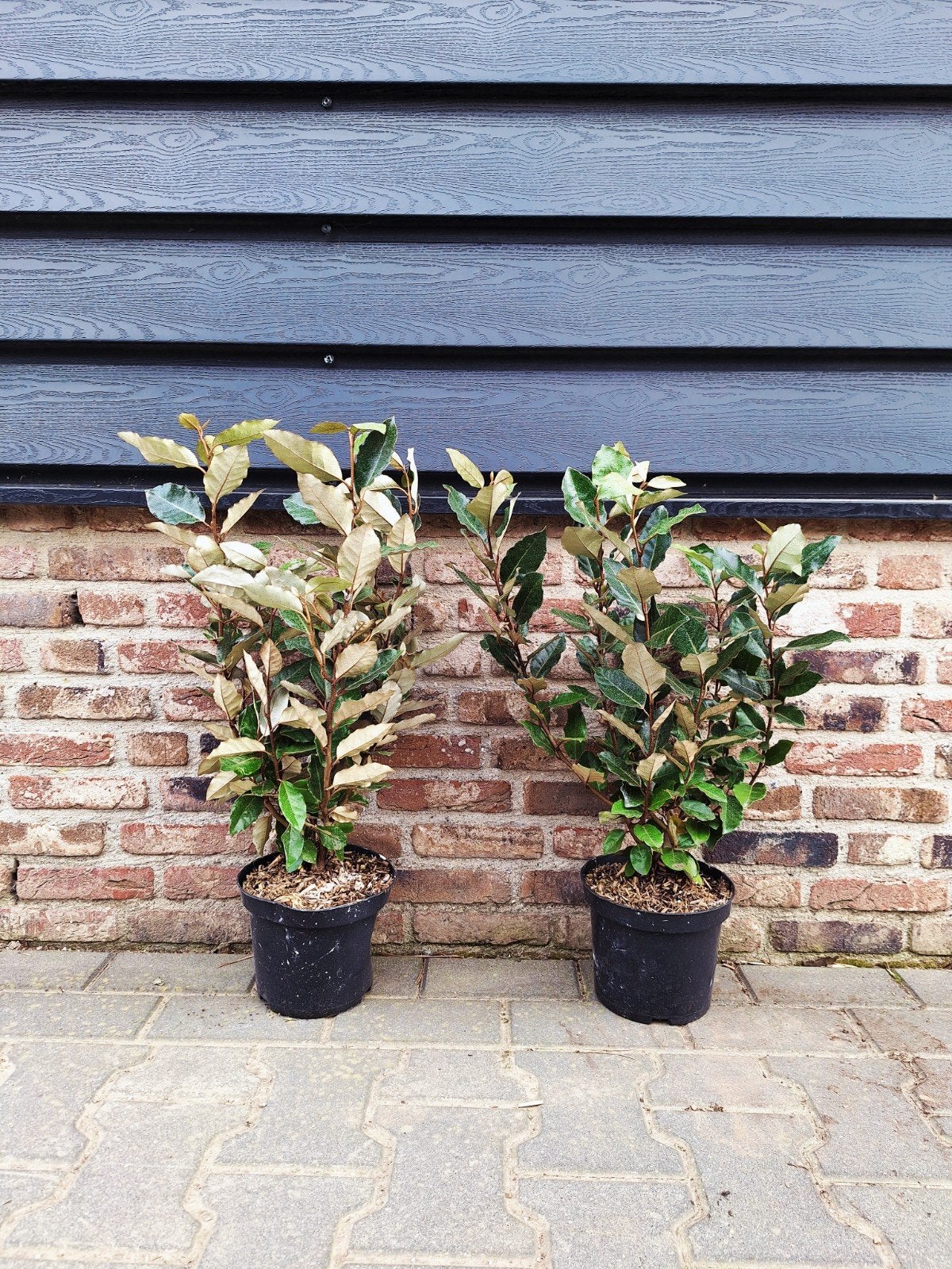 Elaeagnus ebbingei 'Compacta' (Olijfwilg) 🌳, Ophalen, Laurier