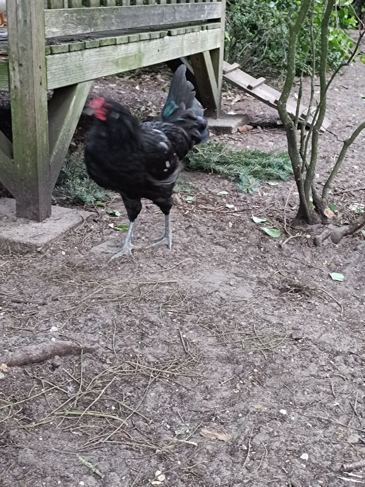 Uilebaard haan, Dieren en Toebehoren, Mannelijk, Kip