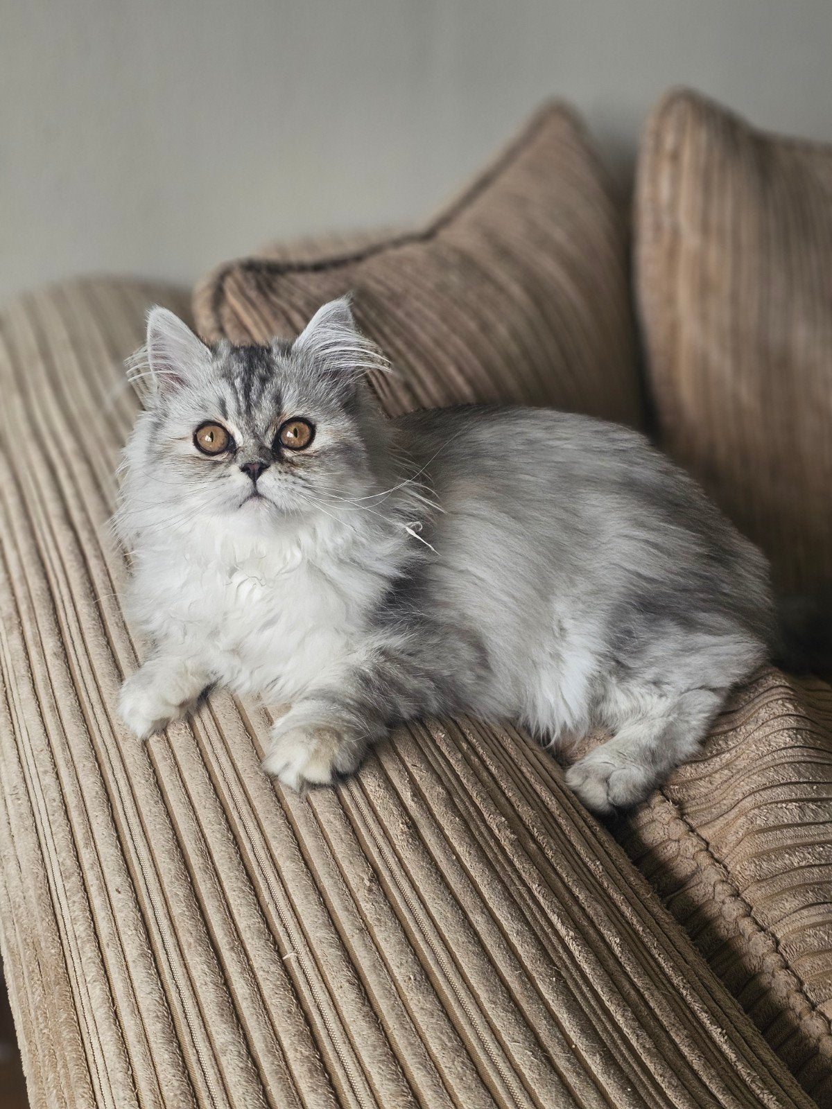 Perzische Dollface kittens (poesjes), Meerdere dieren, Langharig