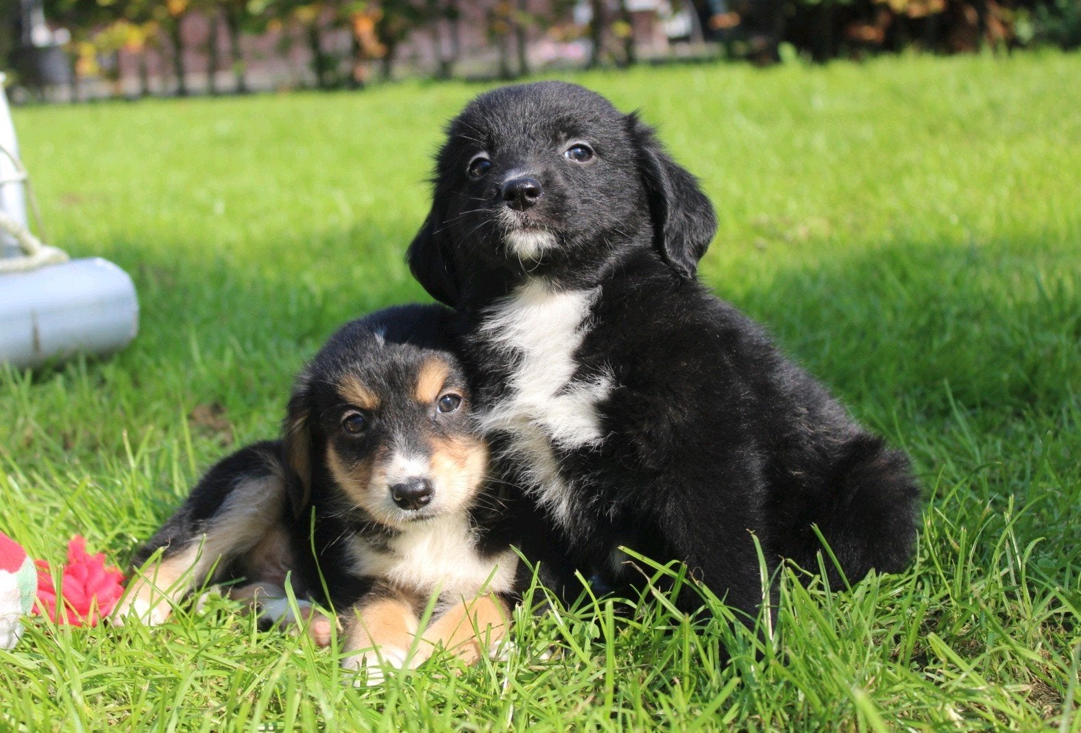 Unieke friese stabij x novascotia ducktolling retriever pups, Dieren en Toebehoren, Overige rassen, 8 tot 15 weken, CDV (hondenziekte)