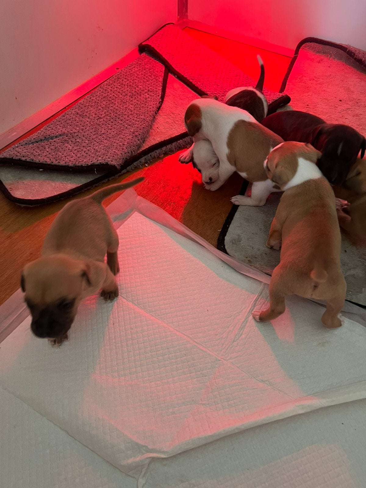 Staffordshire bull terrier pups, Dieren en Toebehoren, Honden | Jack Russells en Terriërs, Parvo, België, Fokker | Hobbymatig