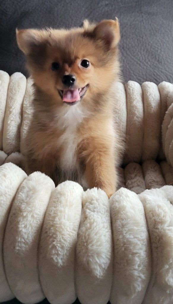 Super mooie dwergkees pups "spitz" te koop, Dieren en Toebehoren, België, Particulier, Overige rassen, 8 tot 15 weken
