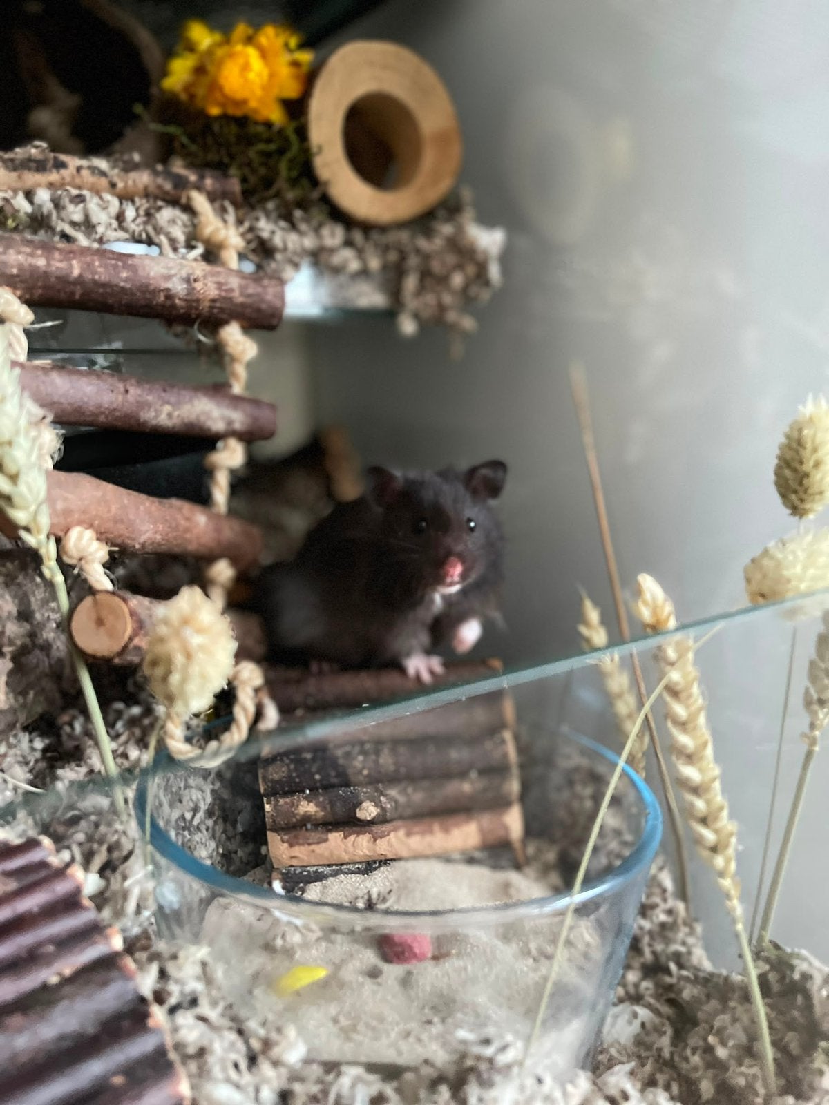 lieve goudhamster zoekt nieuw huisje, Dieren en Toebehoren, Knaagdieren, Hamster, Mannelijk, Mei, Tam