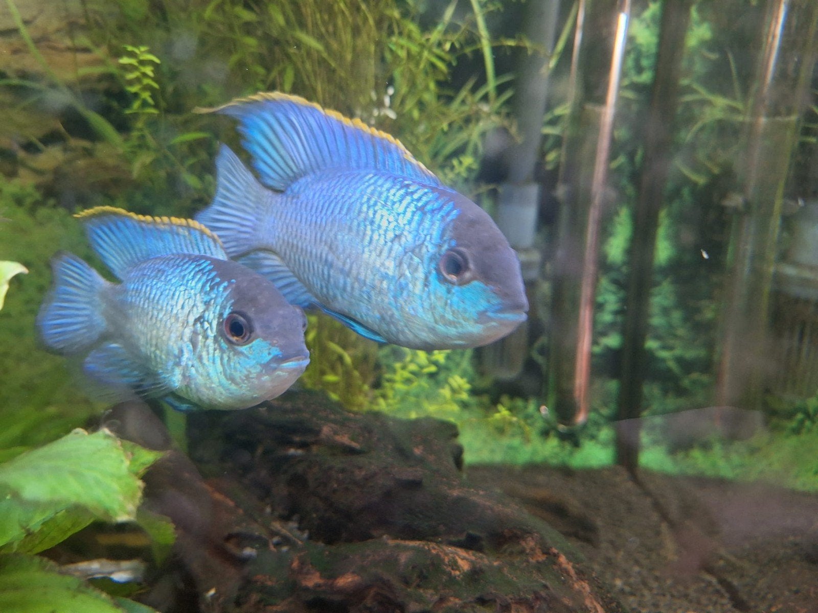 Andinoacara/ acara cichliden neon, groep van 7, Dieren en Toebehoren, Vissen | Aquariumvissen, Vis, Zoetwatervis