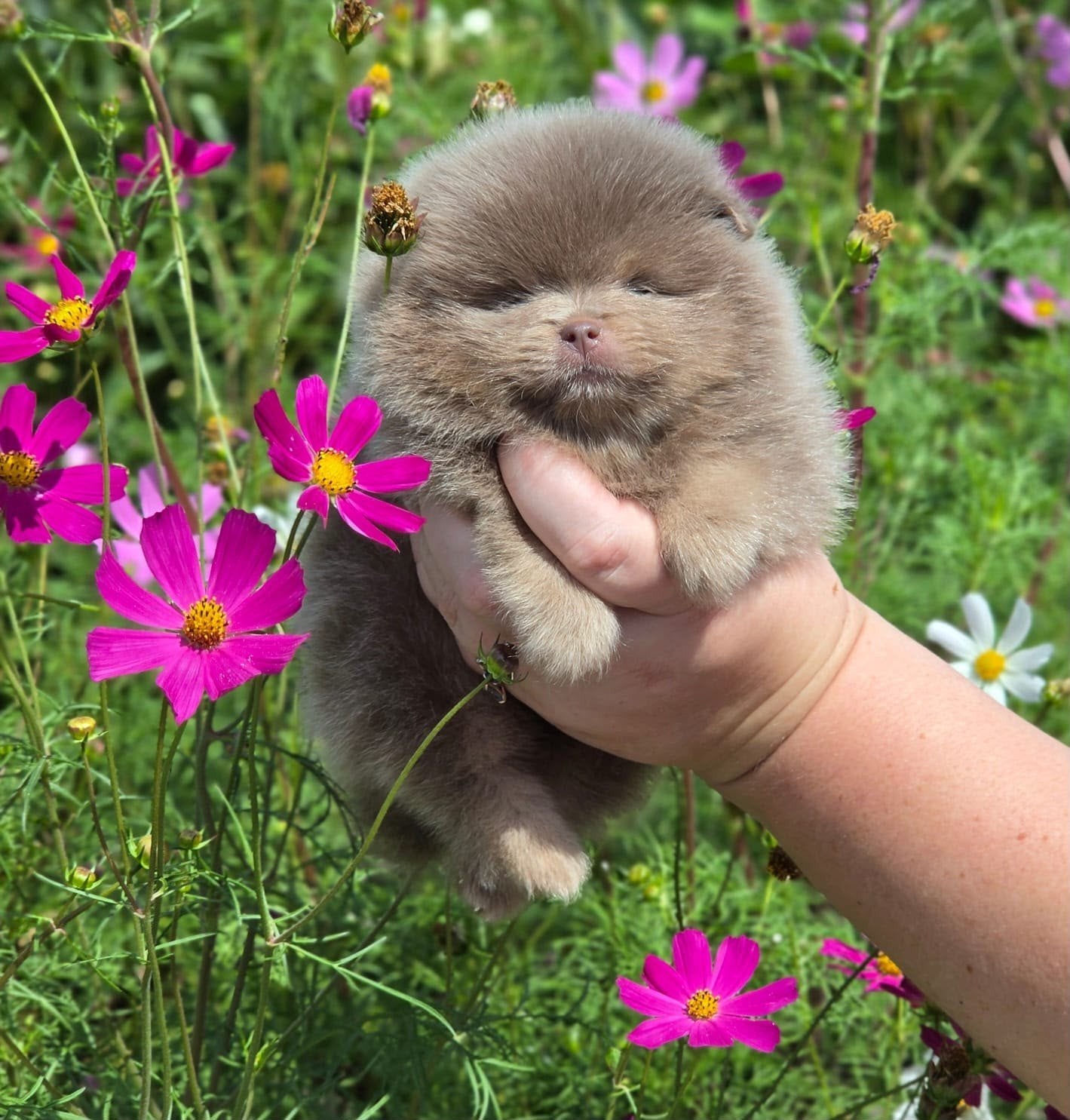 Exclusieve Mini Pomeranian Bear Face Lilac & Tan Reutje, Particulier, 15 weken tot 1 jaar, Reu, Buitenland