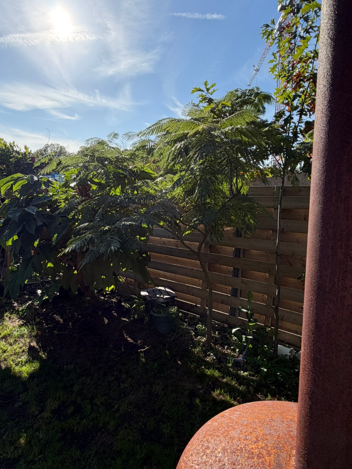 Albizia julibrissin (perzische slaapboom), Tuin en Terras, Ophalen, Volle zon, Overige soorten, 100 tot 250 cm