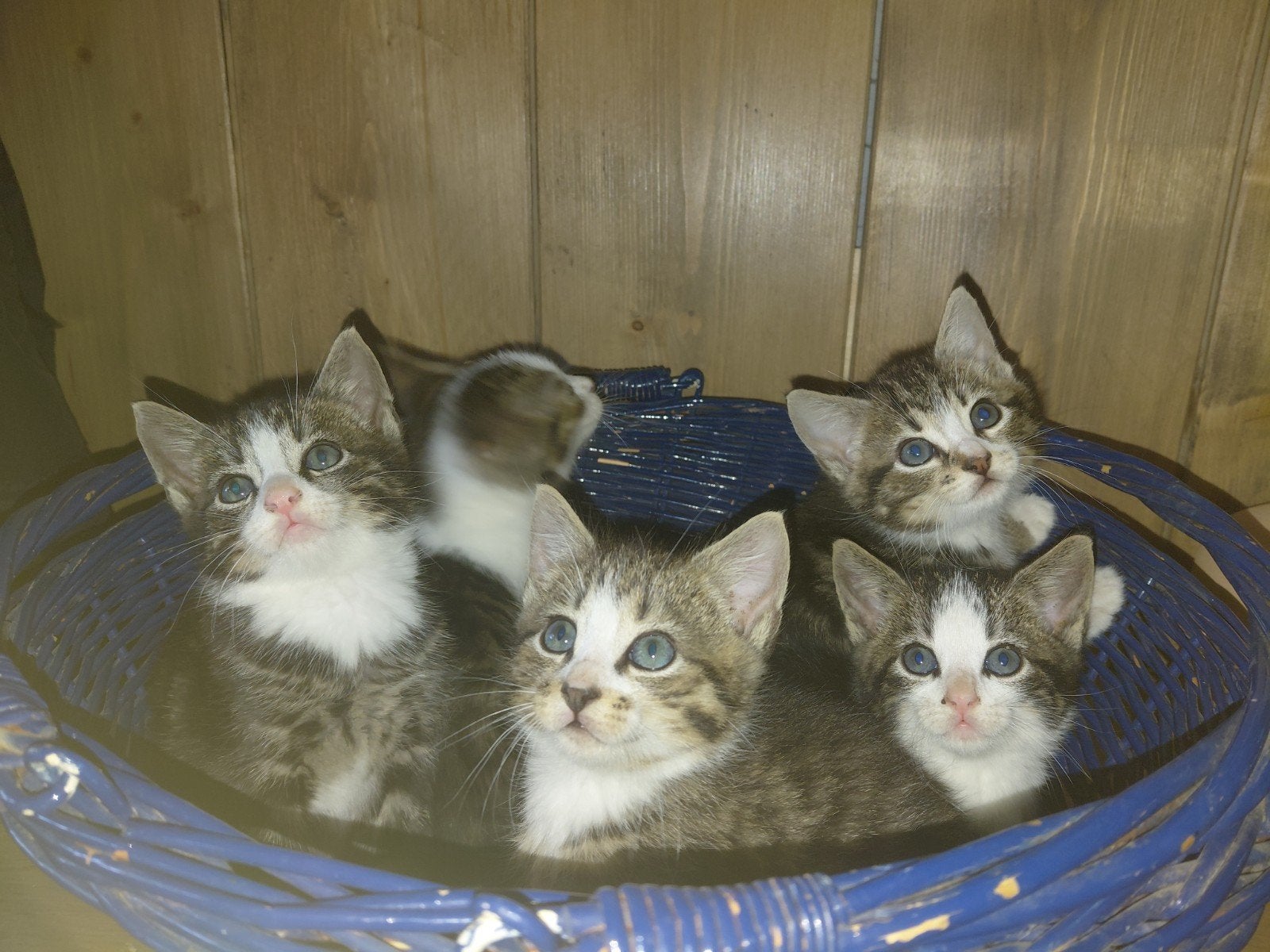 Prachtige kittens cyperse, Meerdere dieren