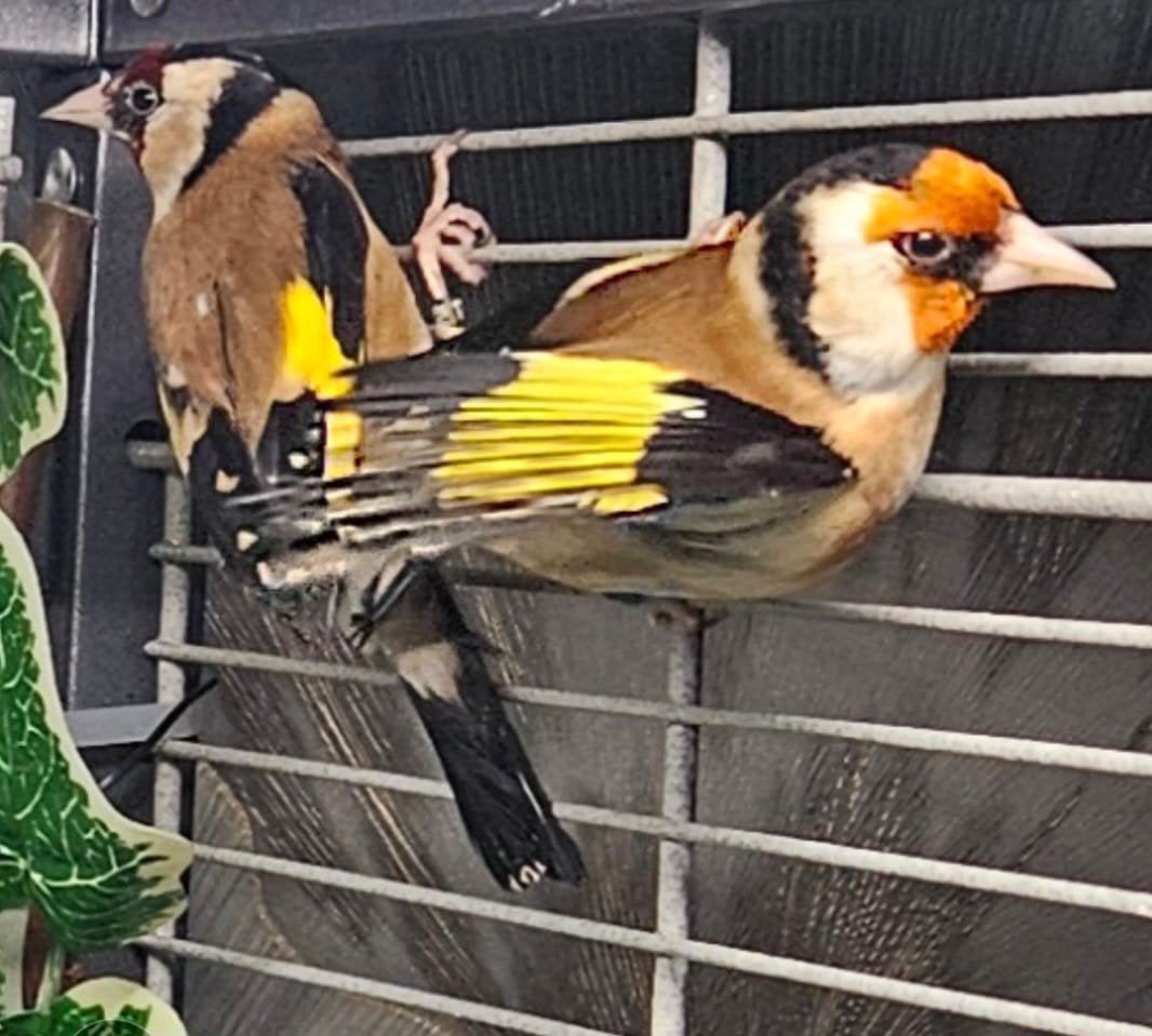 Parvo putters, Meerdere dieren, Wildzangvogel
