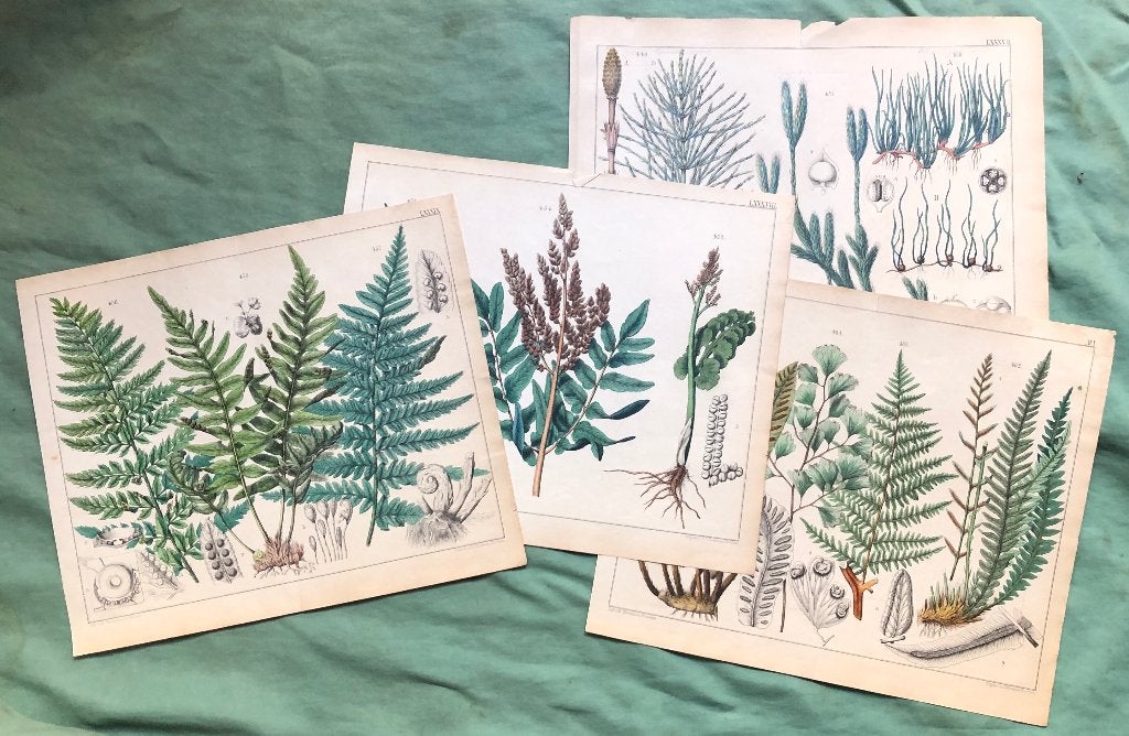 4 hand gekleurde litho;s - Botanische prenten - ca.1900, Antiek en Kunst, 1800 - 1899, Ophalen of Verzenden, Flora en Fauna, Lithografie