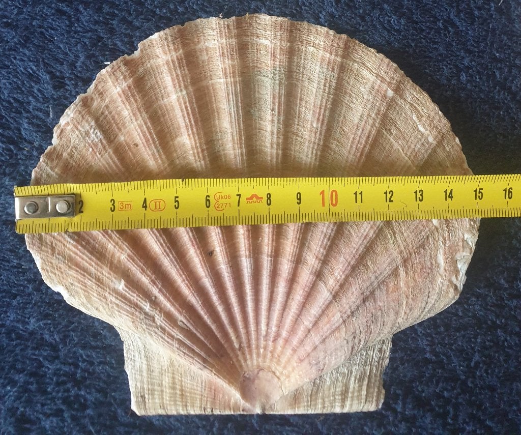 diverse grote platte jacobs schelpen15x13 herkomst Noorwegen, Verzenden