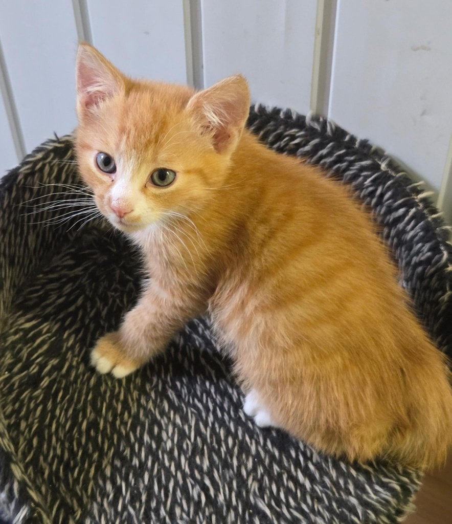 Nog 1 lieve tamme boerderij kitten beschikbaar (rode kater), Meerdere dieren, Ontwormd, 0 tot 2 jaar