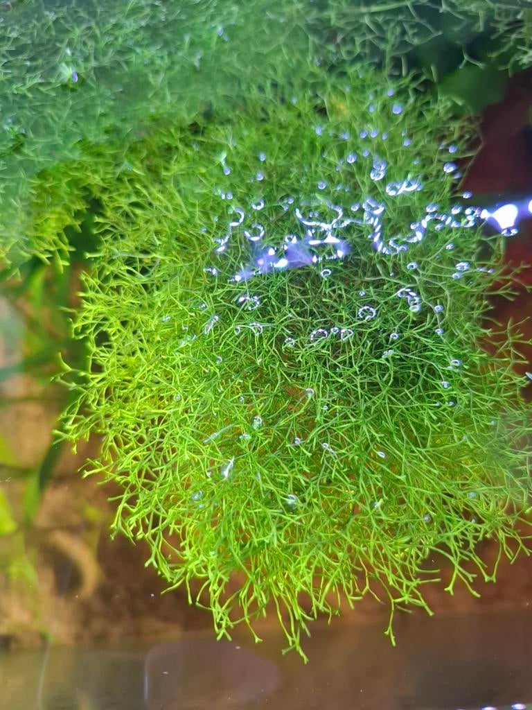 Watervorkje klompje 5x8 cm 2 euro!, Dieren en Toebehoren, Ophalen of Verzenden, Nieuw, Plant(en), Steen of Hout