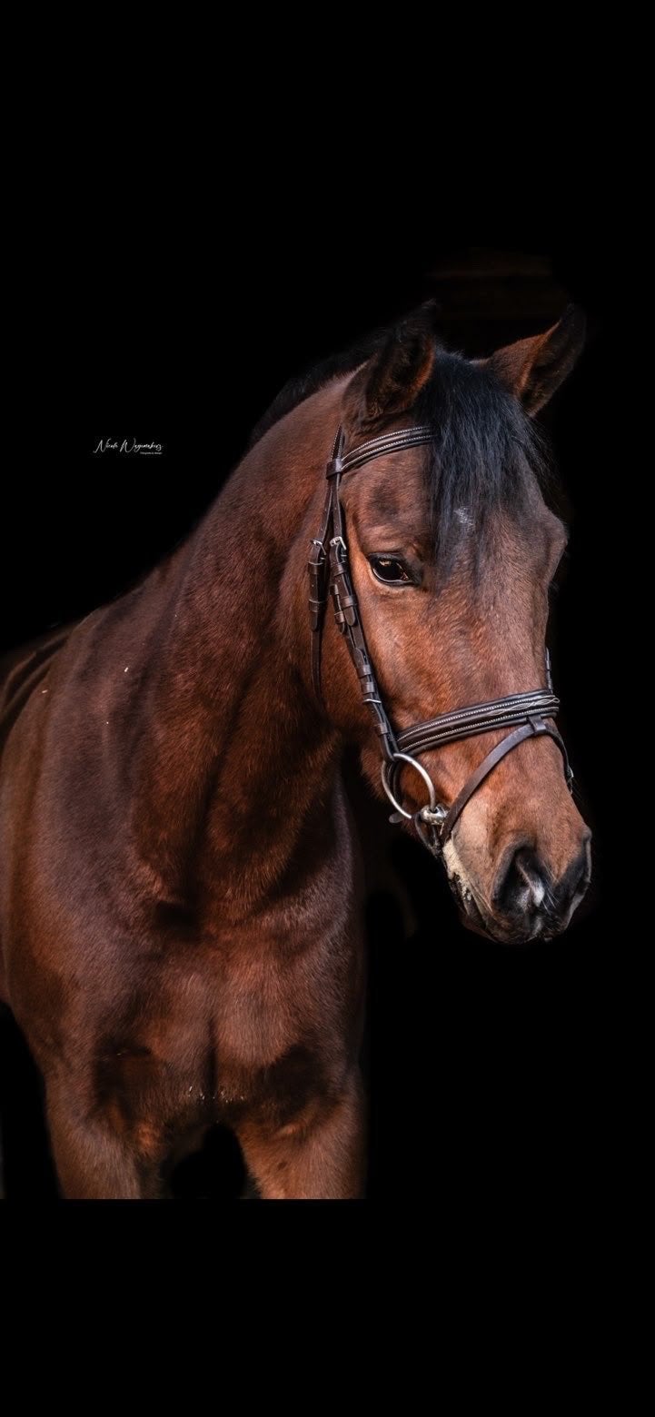 Brave 7-jarige ruin, Dieren en Toebehoren