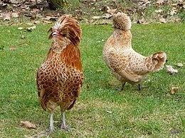 Baardkuifhoen hennen, Dieren en Toebehoren, Pluimvee, Vrouwelijk, Kip