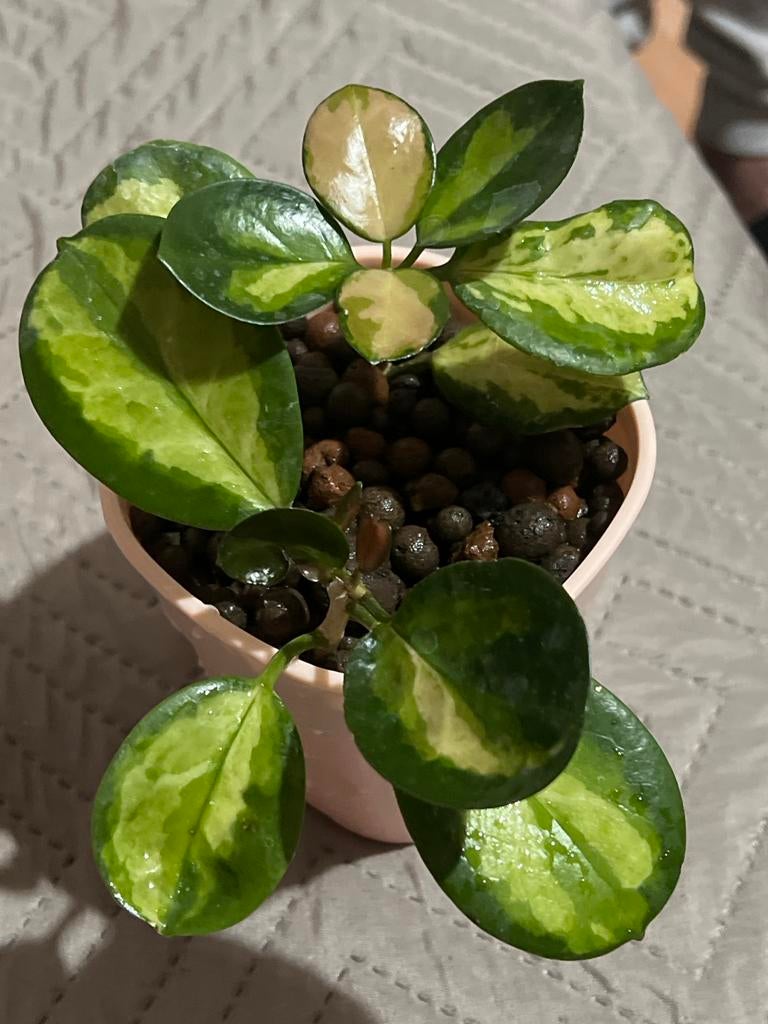 Hoya Australis Lisa - Prachtige Bonte Wasbloem in Pot, Huis en Inrichting, Kamerplanten, Overige soorten, In pot, Minder dan 100 cm