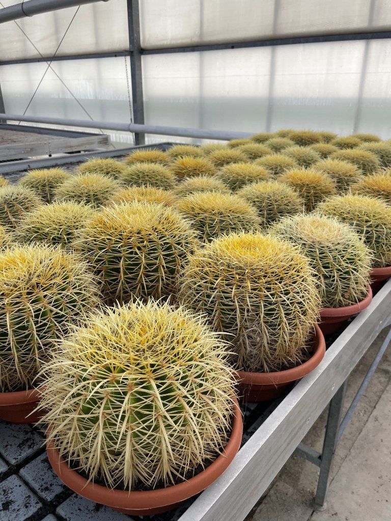 Cactus Echinocactus Grussonii in de 25cm schaal, Ophalen of Verzenden, Minder dan 100 cm, Bloeiende kamerplant, Volle zon