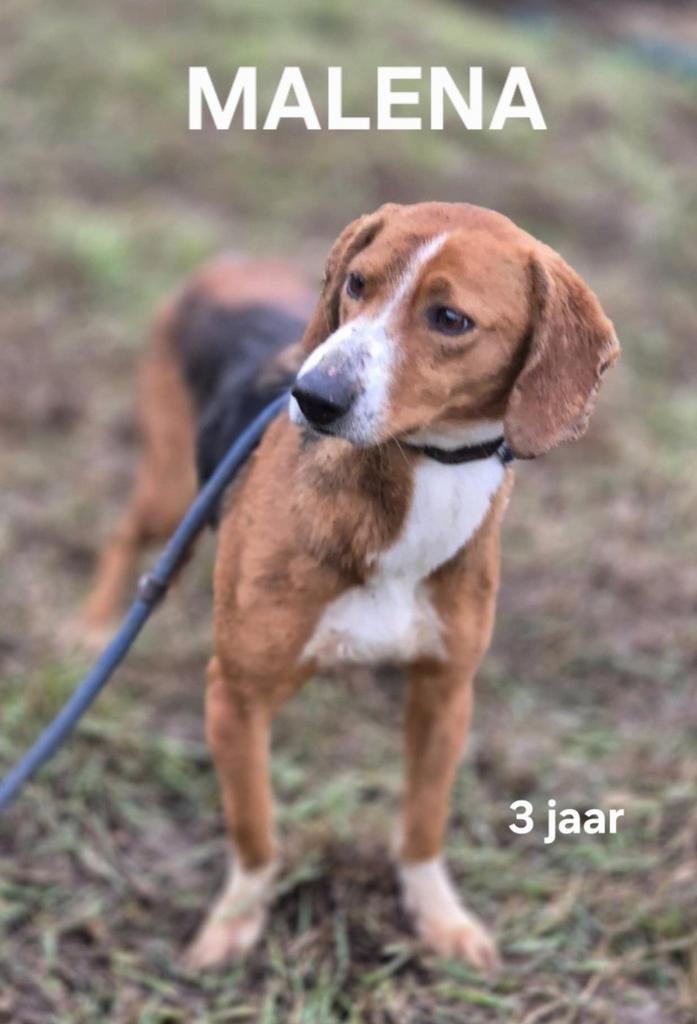 Malena zoekt baasje, Particulier, Buitenland, Teef, Parvo