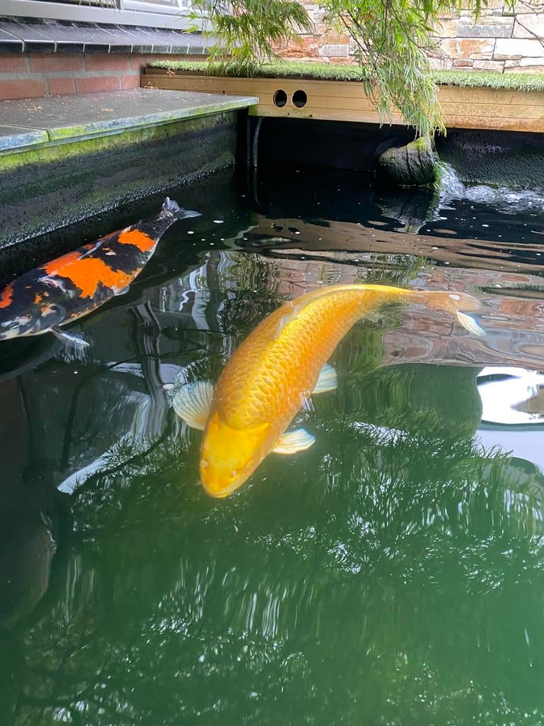 Koi 80cm plus, Karper of Koi