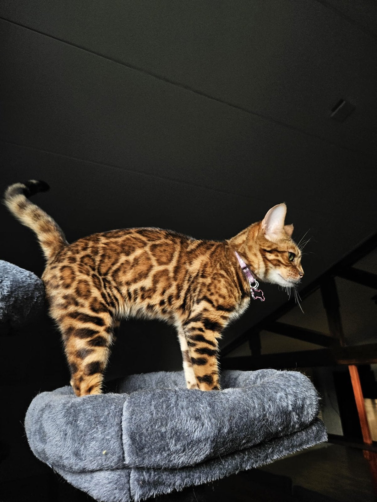 Bengaalse poes, Dieren en Toebehoren, Poes, Gechipt, 0 tot 2 jaar