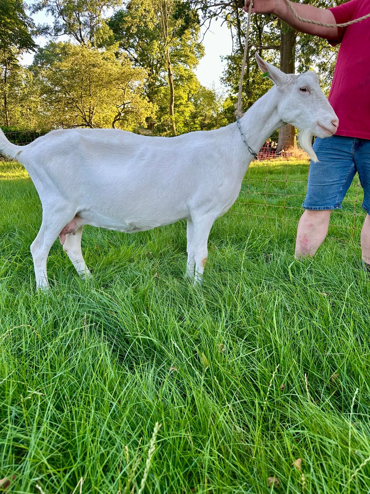 Witte stamboek geit cl en cae vrij, Dieren en Toebehoren, Schapen, Geiten en Varkens, Vrouwelijk, Geit, 0 tot 2 jaar
