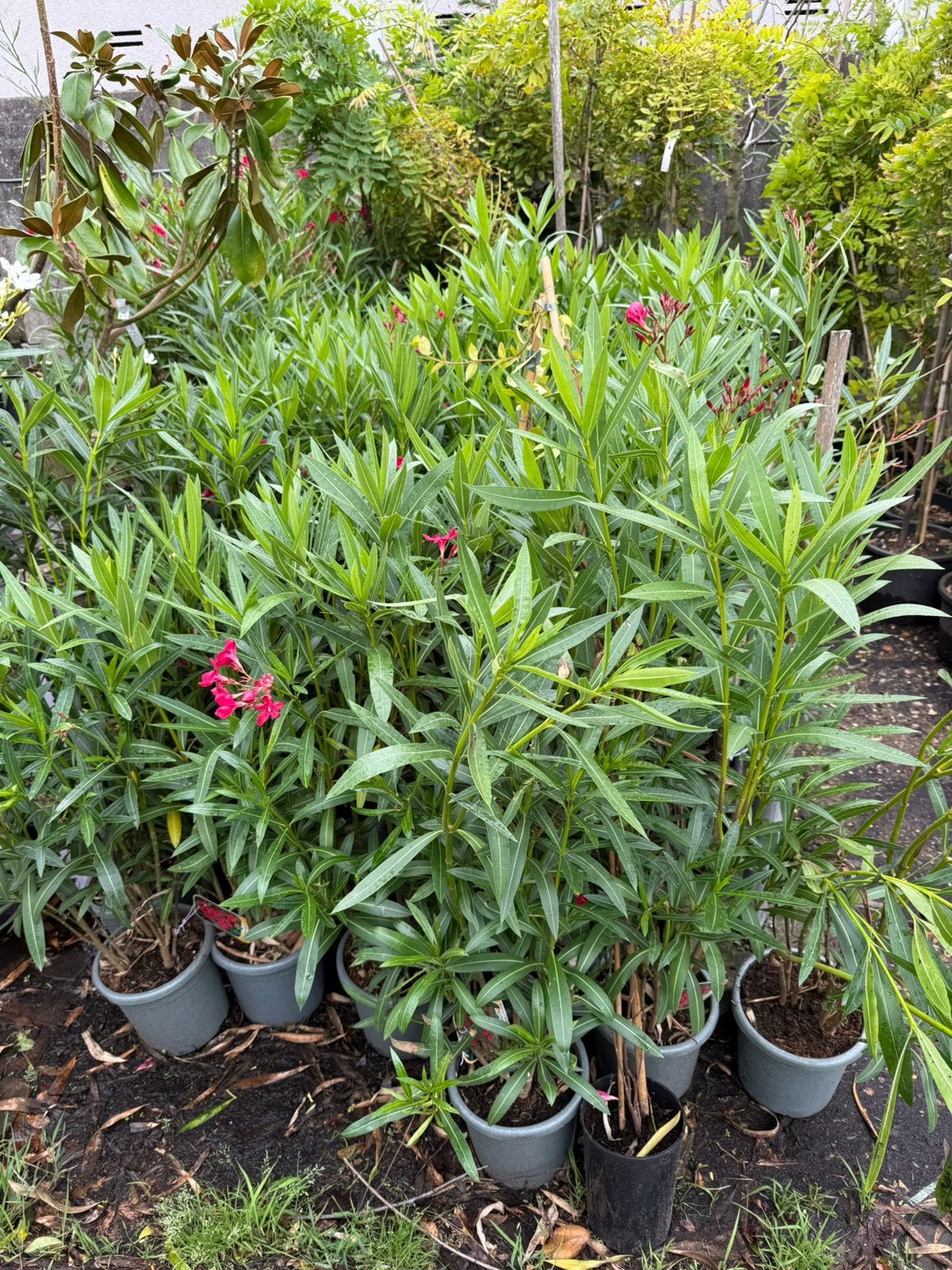 Rode oleanders 5 liter pot hoog 100/120+ pak je kans, Volle zon, Vaste plant, Zomer, Ophalen