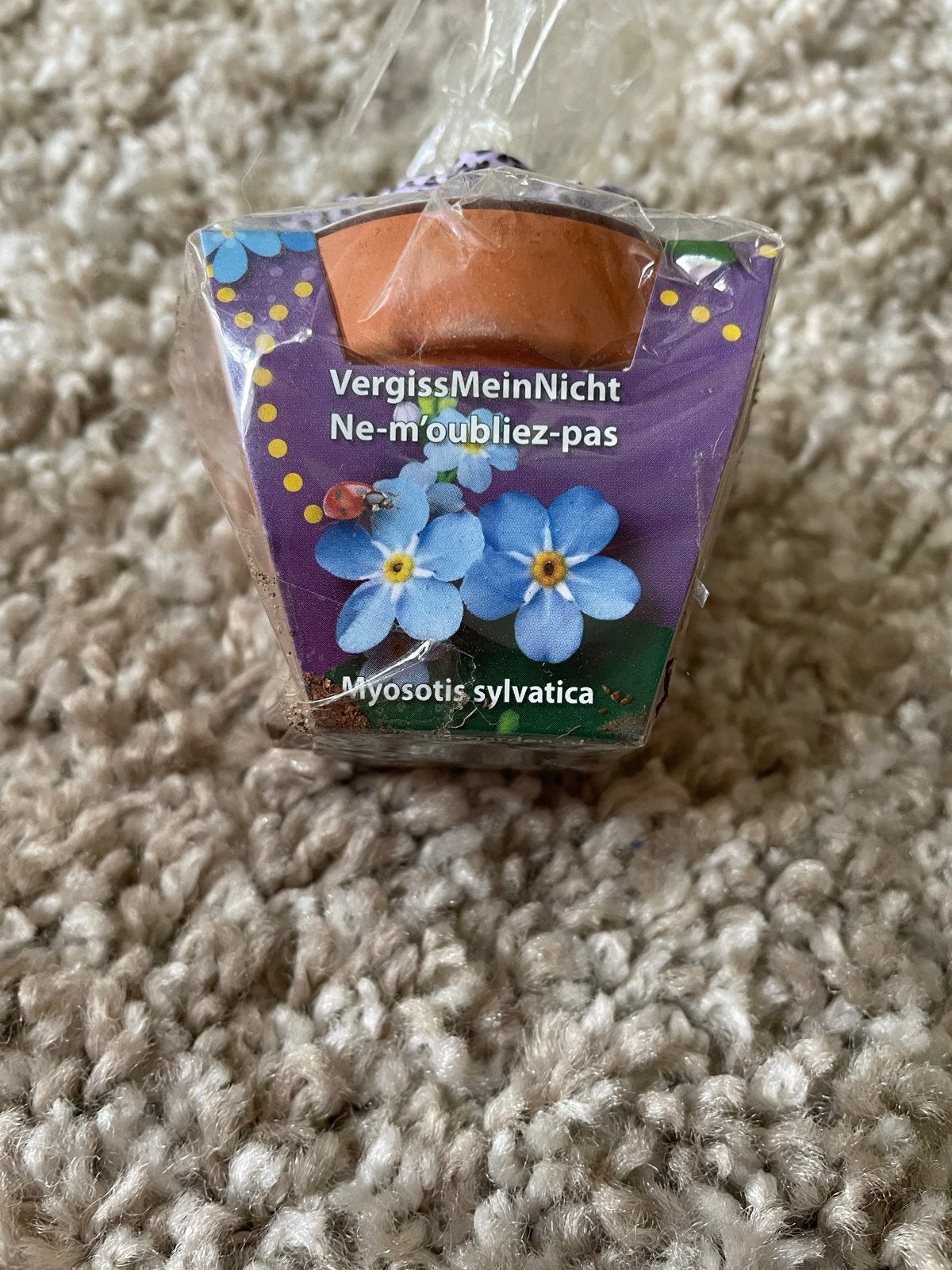 Vergeet-mij-nietje (Myosotis sylvatica) kweekset, Tuin en Terras, Ophalen of Verzenden, Gehele jaar, Halfschaduw, Zaad