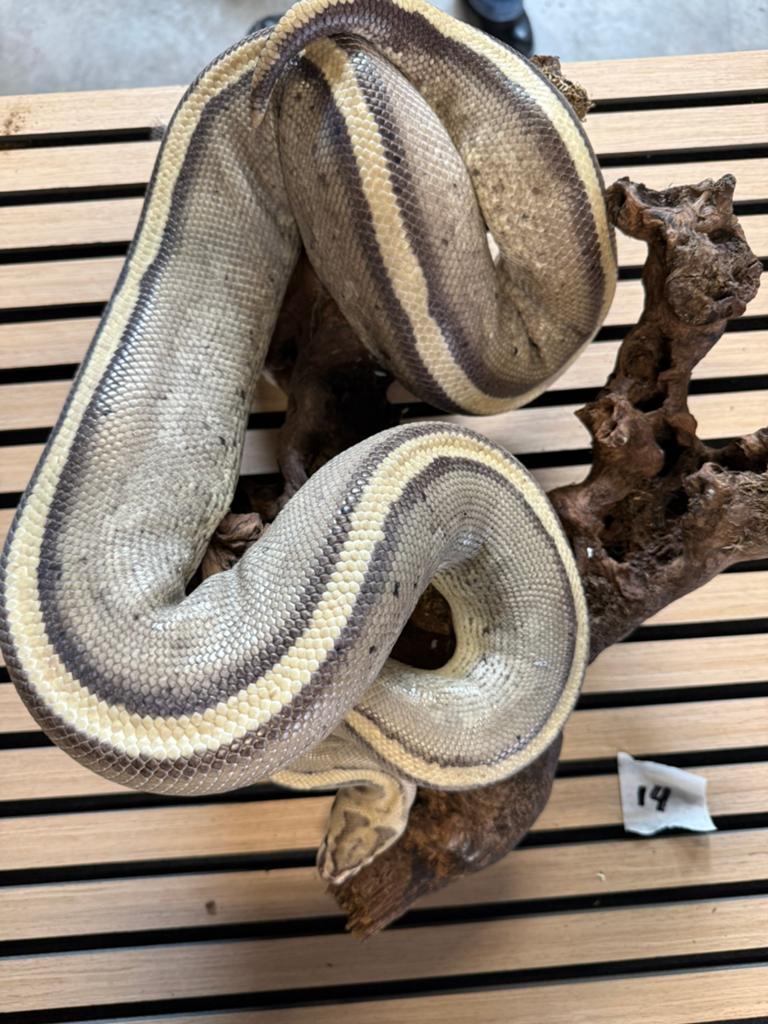 Mooi koppel. Pinstripe Ball Python Ball Python - female for sale from Mic