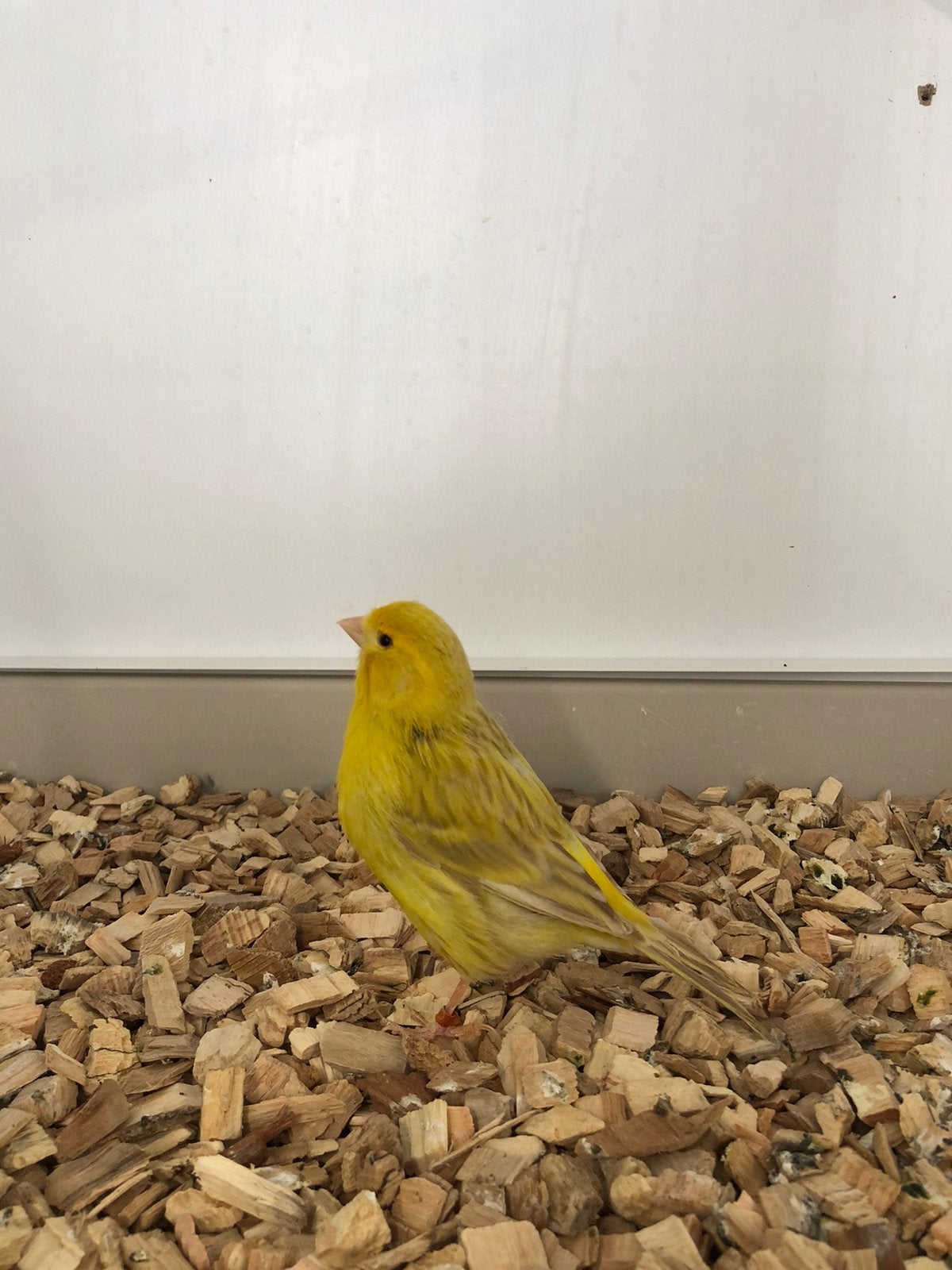 Geel Isabel kanaries, Meerdere dieren, Kleurkanarie